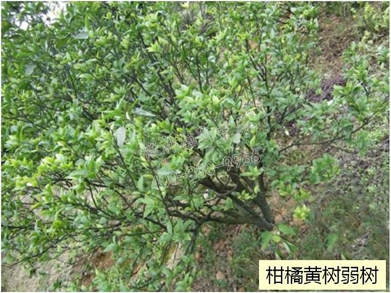 柑橘黄树弱树 柑橘黄树弱树