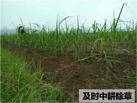 及时中耕除草