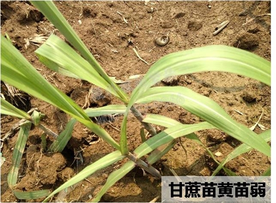 甘蔗苗黄苗弱