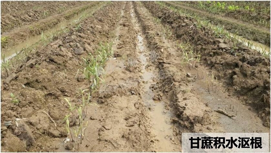 甘蔗积水沤根