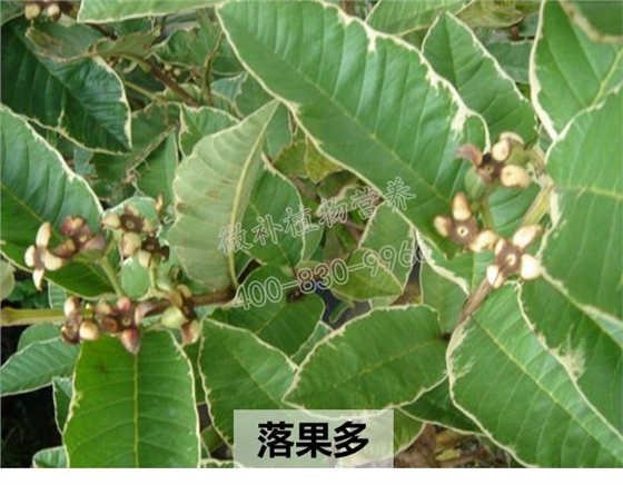 番石榴落果多