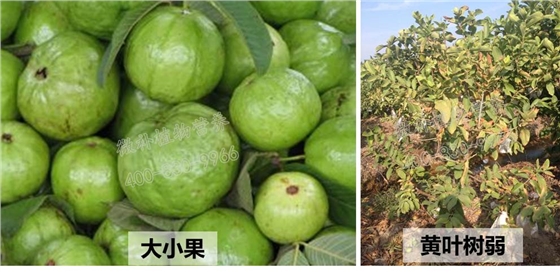 番石榴大小果