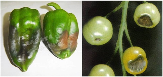 茄果类缺钙脐腐病
