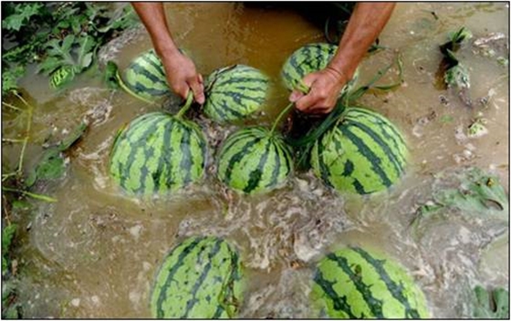 西瓜地淹水