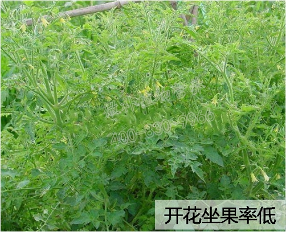 番茄开花坐果率低
