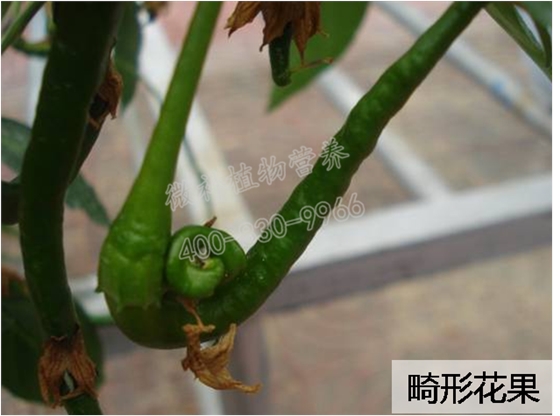 辣椒畸形果