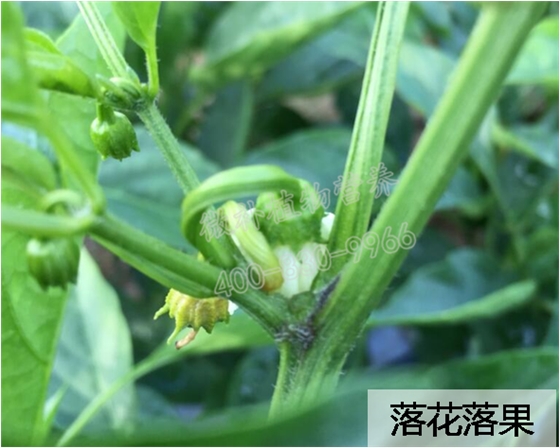 辣椒落花落果