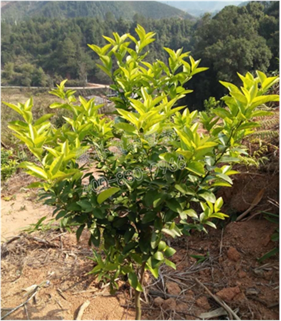 柑橘小树黄树