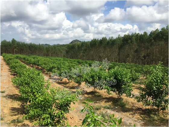 柑橘小树
