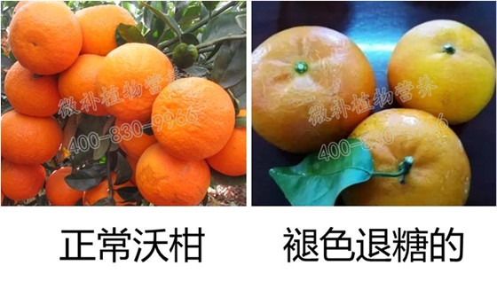 沃柑退糖