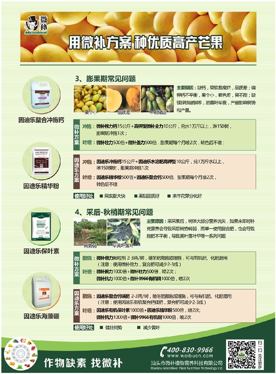 芒果A4 2.jpg