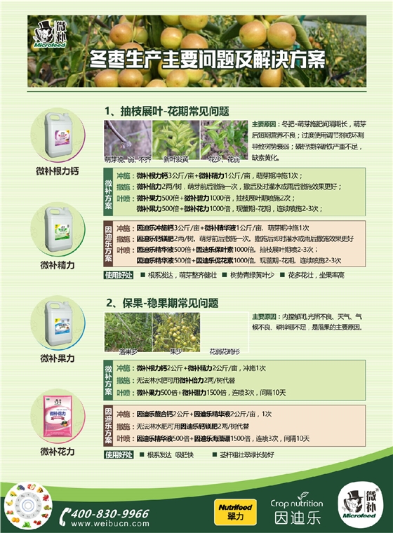 冬枣A4新1.jpg
