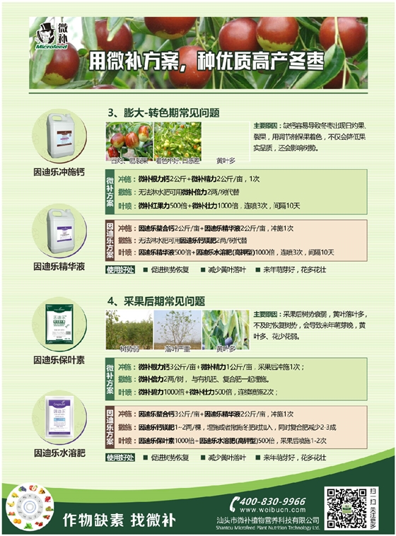 冬枣A4新2.jpg