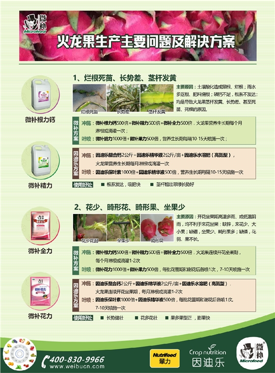 火龙果A4新1.jpg