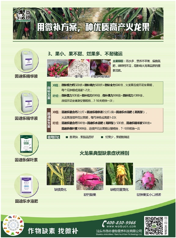 火龙果A4新2.jpg