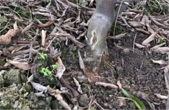 雨季到,如何避免柑橘烂根死树|作物种植专栏|汕头市微补植物营养科技有限公司