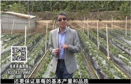 20180108珠江台摇钱树：草莓苗弱膨果增甜如何做？