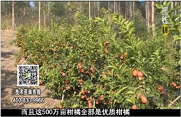 20180115珠江台摇钱树：广西柑橘微补全年管理树壮增产