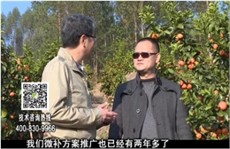 20180122珠江台摇钱树：广西柑橘如何管？产量卖相好?