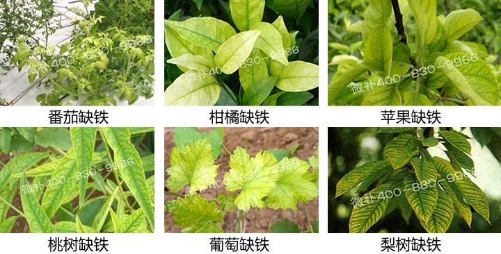几种缺素同时会发生,缺素经常还看不见.