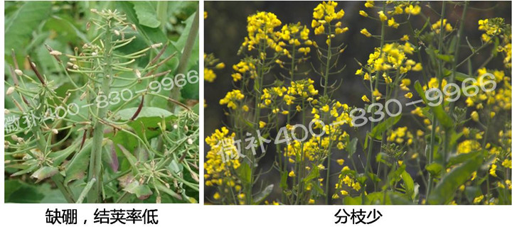 2现蕾抽苔期.jpg 2现蕾抽苔期.jpg