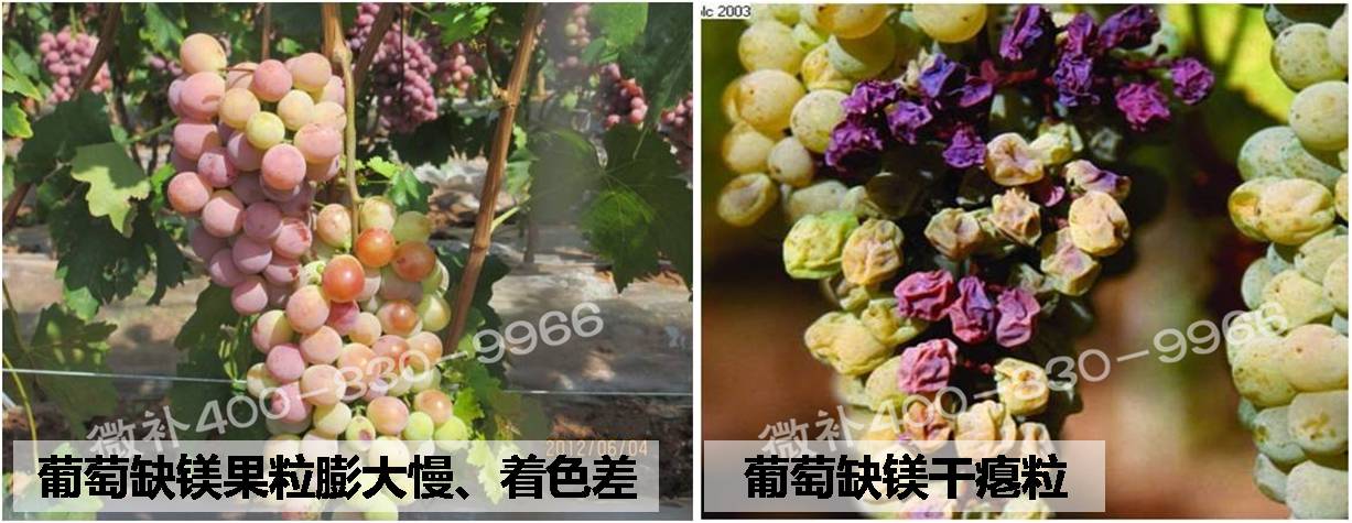 葡萄缺镁症状及如何有效补镁—微补冲力镁/微补碧力保叶防早衰
