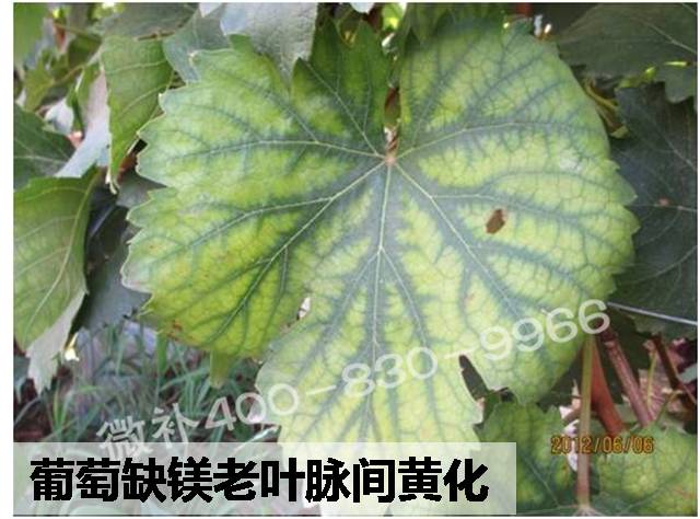 葡萄缺镁症状及如何有效补镁—微补冲力镁/微补碧力保叶防早衰
