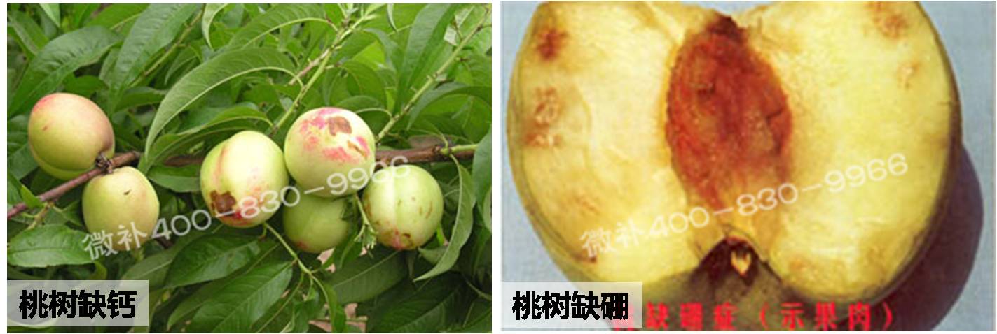 桃树流胶真的无药可治