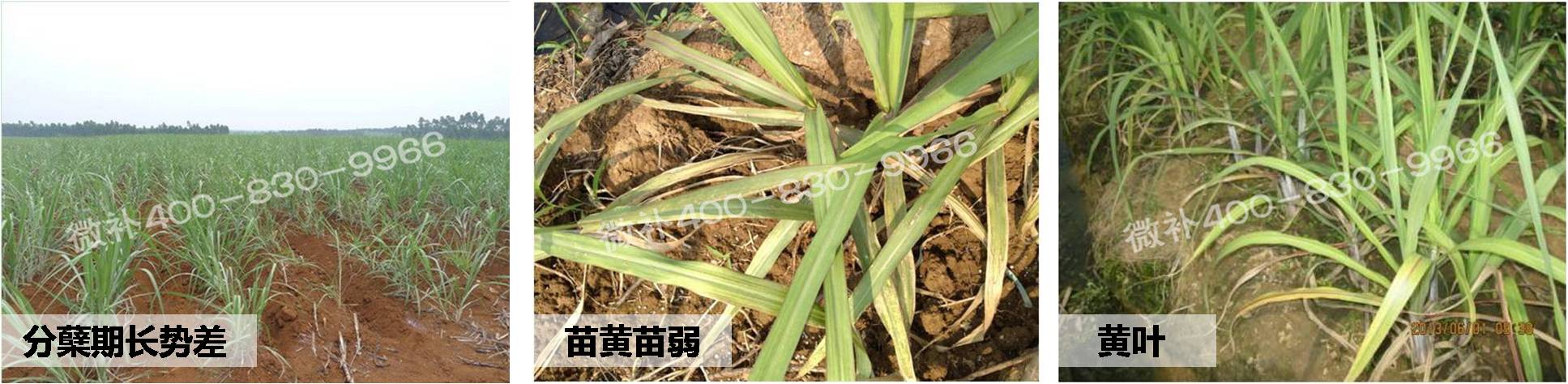 #微肥方案#促进甘蔗有效分蘖的三点管理措施