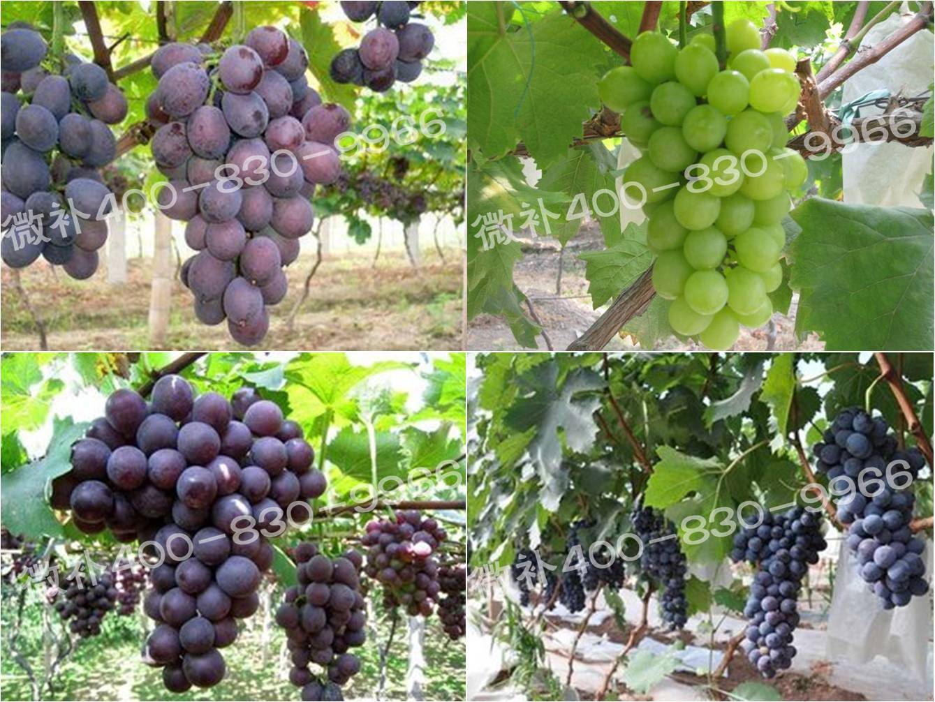 余教授德国乡村行：雷司令葡萄酒产业对中国水果产业有启示吗？