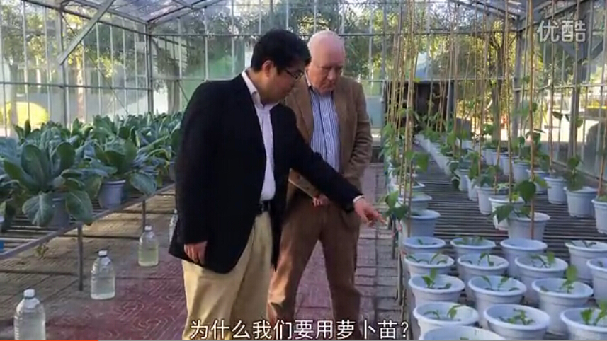 微肥专家介绍温室作用——进行作物安全性试验观察