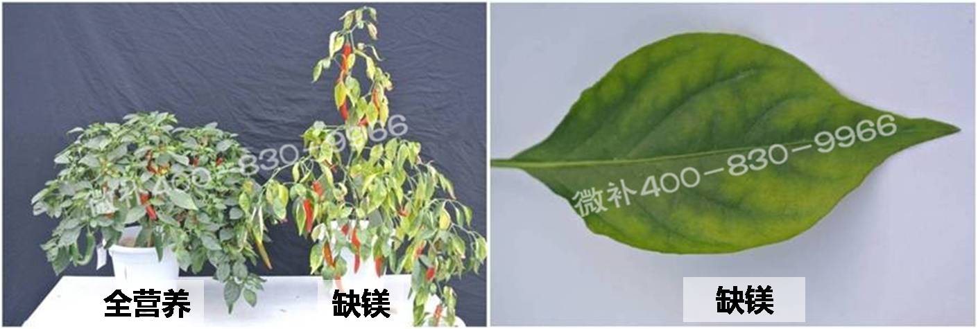 辣椒缺素症状大揭秘