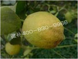 柠檬落叶，这冬肥到底该怎么下？