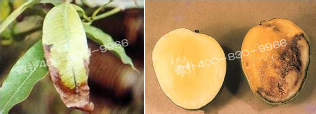 芒果如何科学有效补钙？