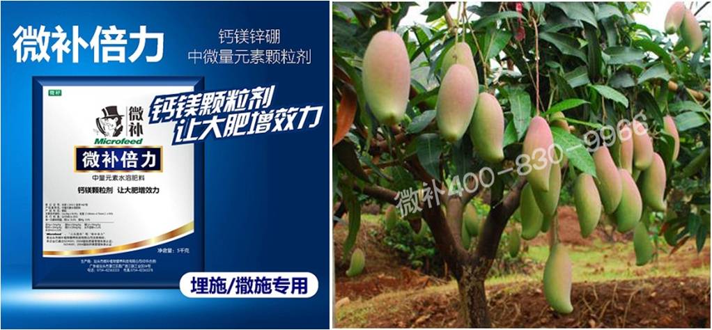 芒果如何科学有效补钙？