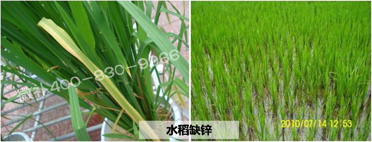 水稻缺硼症状图片图片
