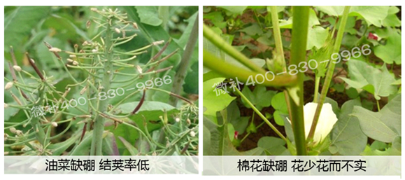 春季作物为什么需要大量用硼肥？