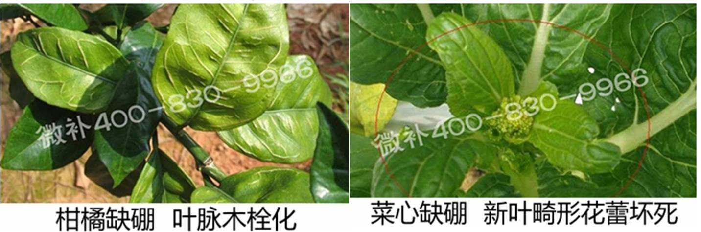 春季作物为什么需要大量用硼肥？