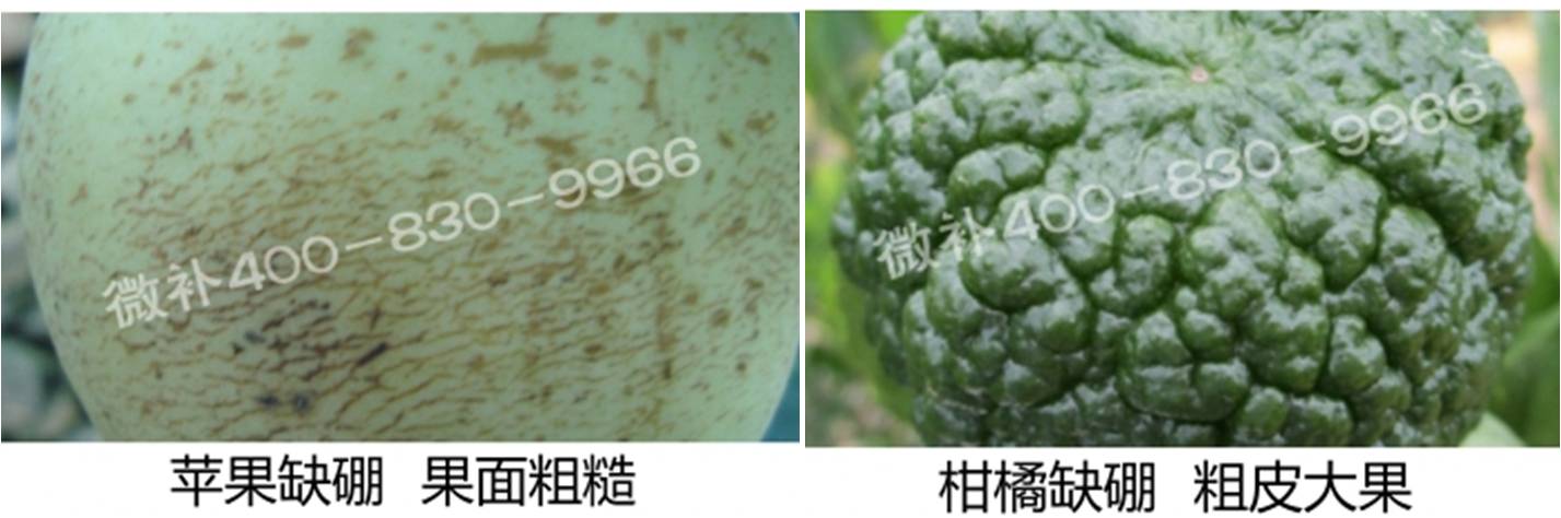 苹果柑橘缺硼
