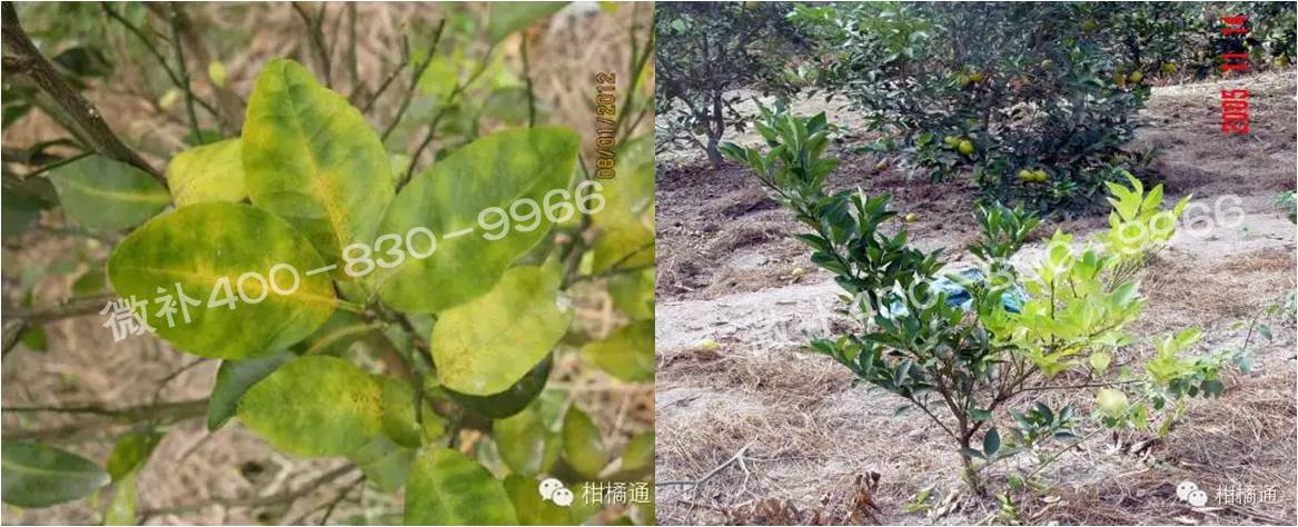 微补由国际植物营养专家领衔的微肥企业,40年微肥经验,针对80多种农作物,有100多个微肥产品,涵盖叶面肥,冲施肥,水溶肥等.咨询热线:400-830-9966微补系列微肥,质量好,肥效高,见效快,后劲大,无公害.