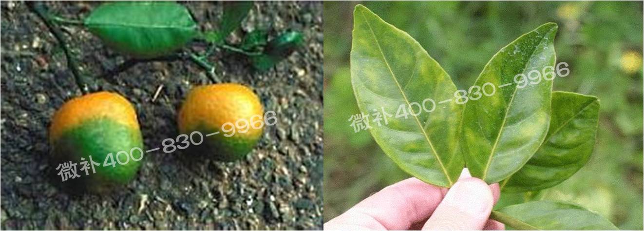 微补由国际植物营养专家领衔的微肥企业,40年微肥经验,针对80多种农作物,有100多个微肥产品,涵盖叶面肥,冲施肥,水溶肥等.咨询热线:400-830-9966微补系列微肥,质量好,肥效高,见效快,后劲大,无公害.