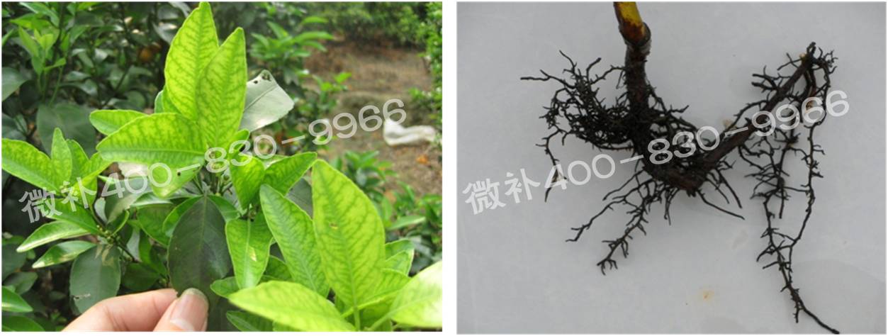 微补由国际植物营养专家领衔的微肥企业,40年微肥经验,针对80多种农作物,有100多个微肥产品,涵盖叶面肥,冲施肥,水溶肥等.咨询热线:400-830-9966微补系列微肥,质量好,肥效高,见效快,后劲大,无公害.