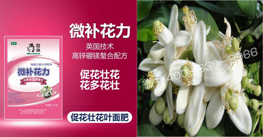 蜜柚促花壮花除了补磷还需要补硼锌？