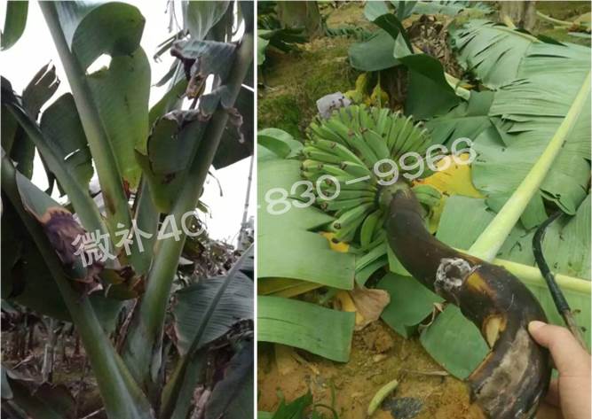持续低温雨水天，香蕉如何快速恢复生长？