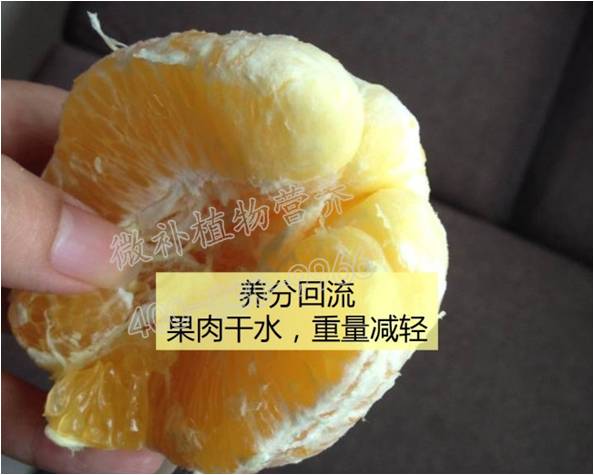 柑橘枯水是指果皮发泡,光滑,疏松,果皮与果肉分离,易剥皮,果肉失水干