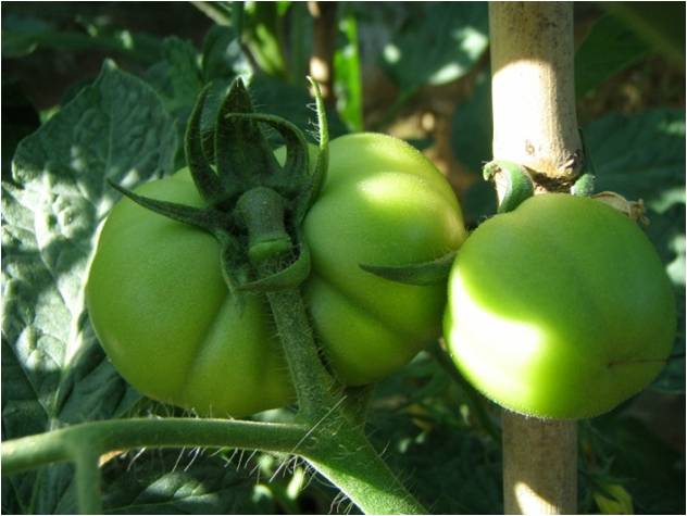 激素导致番茄畸形果