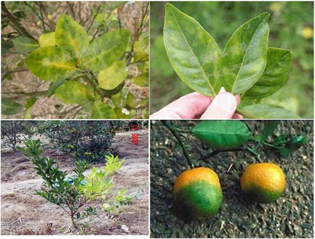 柑橘黄龙病-柑橘