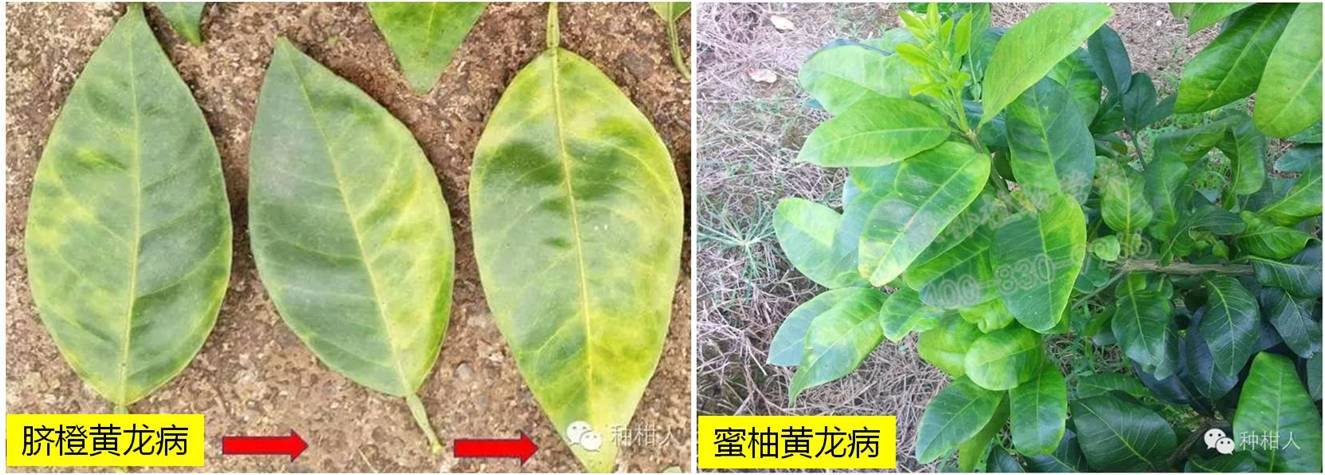 柑橘黄龙病病原是什么属(柑橘黄龙病属于什么病害)