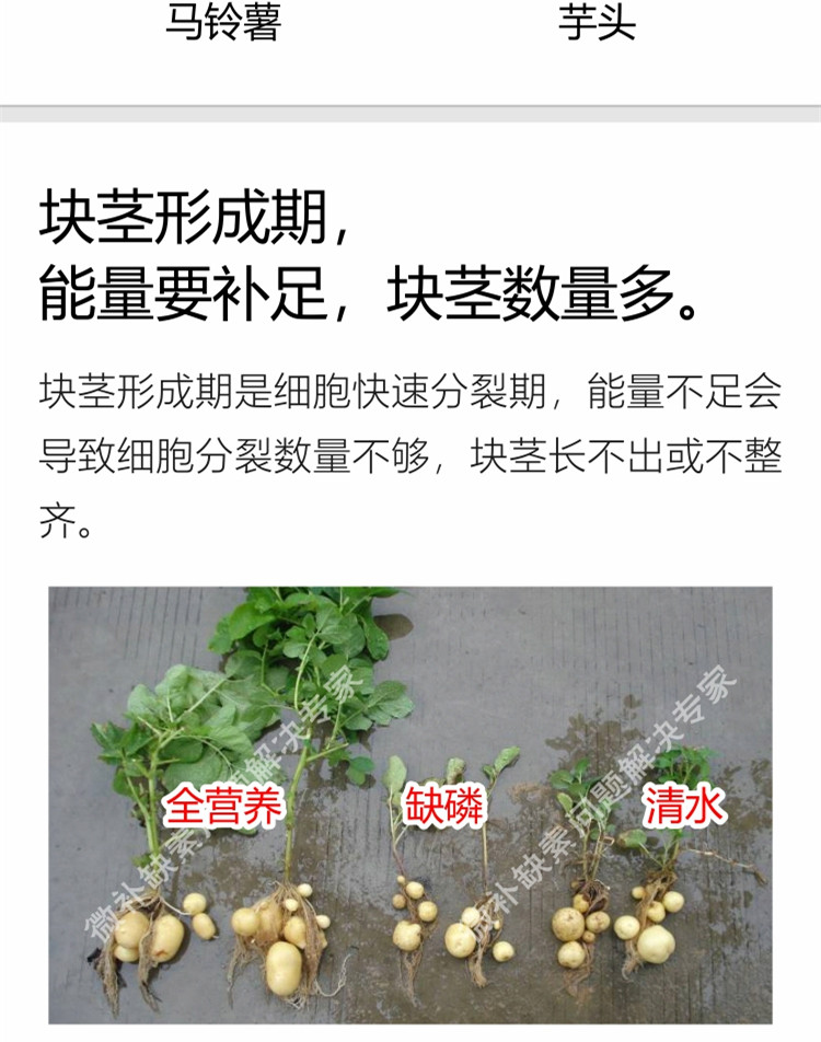 微补薯元宝750_副本4.jpg