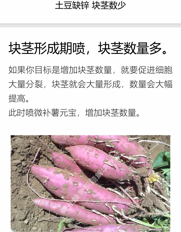 微补薯元宝750_副本5.jpg